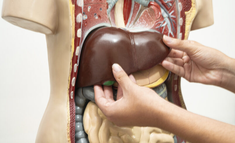 Proteção hepática: como nutrientes específicos contribuem para a saúde do fígado